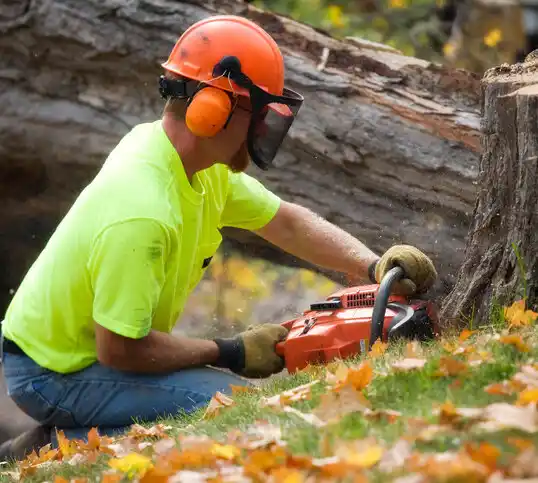 tree services East Farmingdale